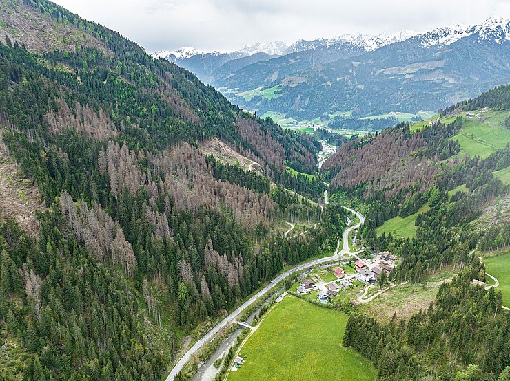 Große Schäden am Schutzwald etwa in Außervillgraten mit Blick auf Sillian-berg/Heinfels.