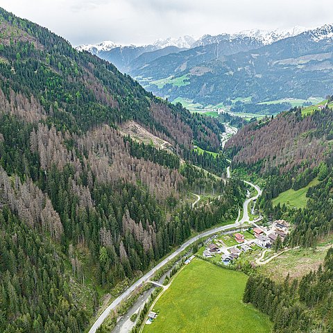 Große Schäden am Schutzwald etwa in Außervillgraten mit Blick auf Sillian-berg/Heinfels.