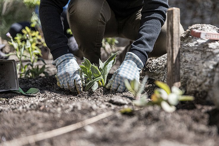 © Thomas Schmarda Fleißige Hände beim Pflanzen.
