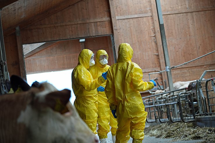 Personen in gelber Schutzausrüstung stehen in Stall; im Vordergrund ein Rind