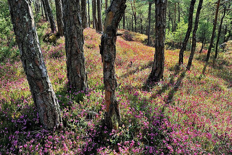 Waldboden mit lila Plfanzen