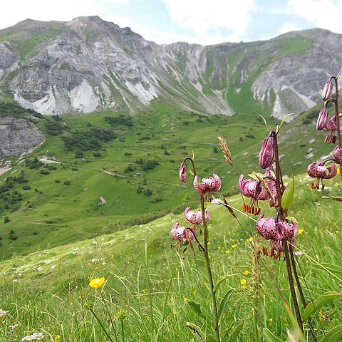 Blume auf Bergwiese