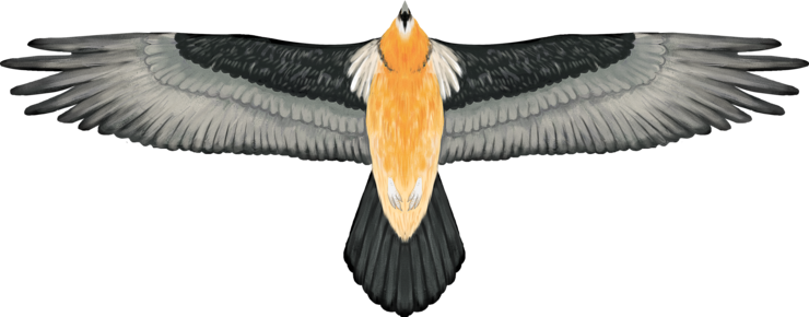 © Maria Weninger Illustration eines Bartgeiers