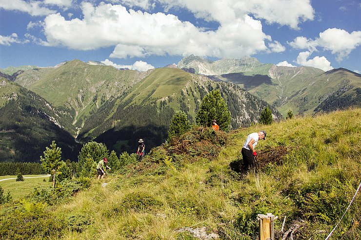 © NP Zillertaler Alpen Vier Menschen schneiden Büsche auf einer Alm vor Bergpanorama