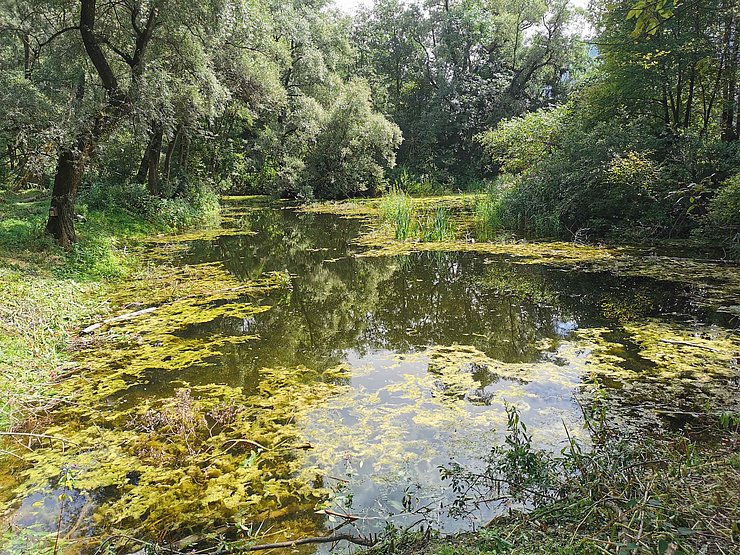 © Land Tirol Auf dem Bild ist der Teich mit Bäumen im Hintergrund zu sehen.