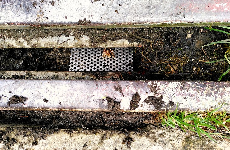 © Naturpark Zillertaler Alpen Frosch in Weiderost