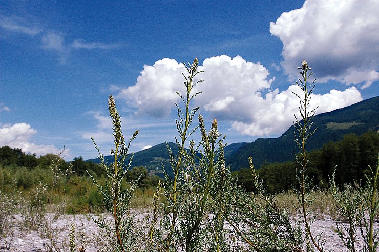 © Land Tirol/Revital Pioniergesellschaft am Fluss