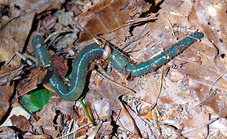 © Naturpark Zillertal Grüner Regenwurm