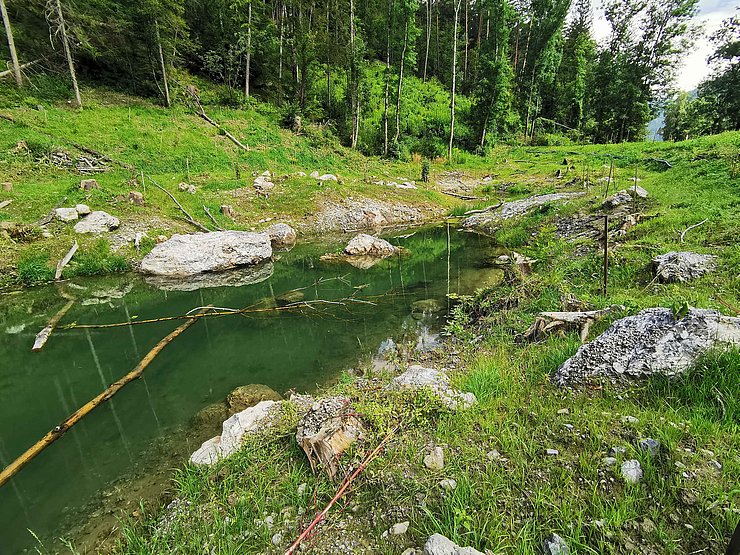 © Land Tirol Auf dem Bild ist ein Tümpel zu sehen, welcher ein Teil des Biotops ist