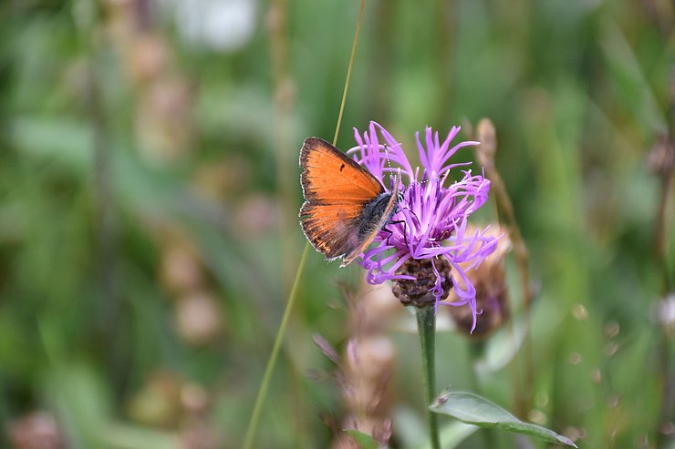 © Land Tirol/Knabl Oranger Schmetterling auf lila Blume