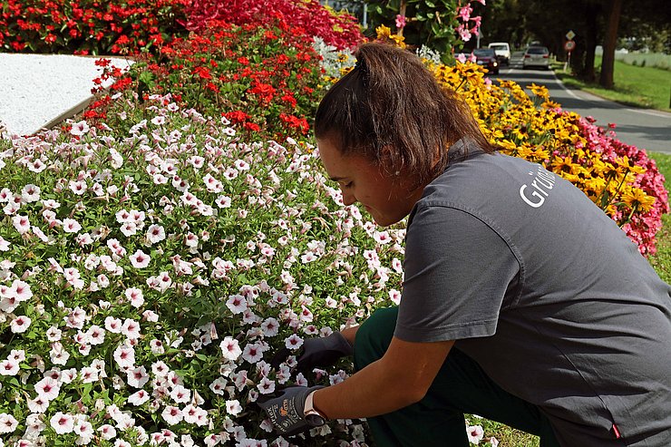 Frau greift mit Handschuhen in ein Blumenbeet.