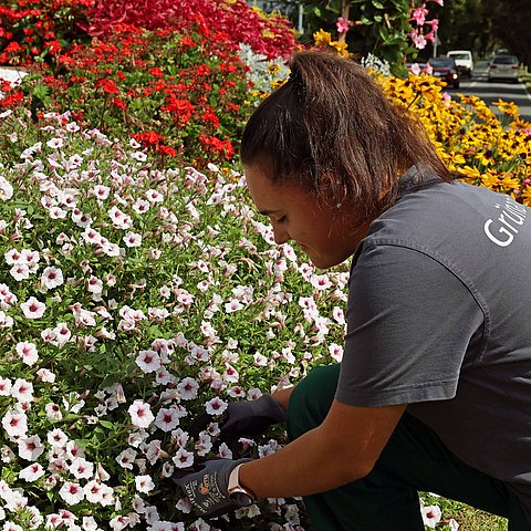 Frau greift mit Handschuhen in ein Blumenbeet.