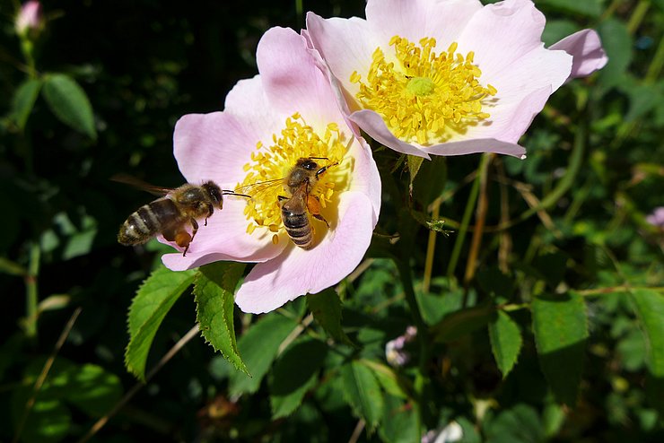 © Jutta Köll Insekt auf Blüte