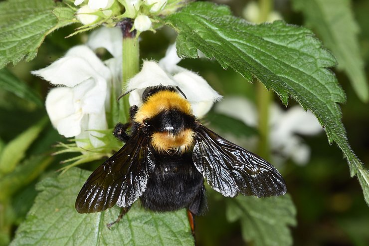 © Land Tirol/Leiner Hummel auf weißer Blüte