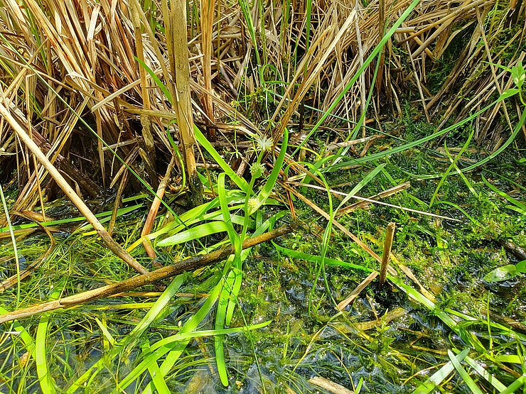 © Pagitz Kleine grüne Pflanze