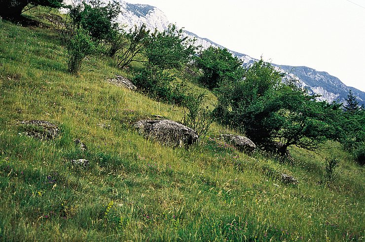 © Land Tirol/Revital Magerweide (Fließer Sonnenhänge)