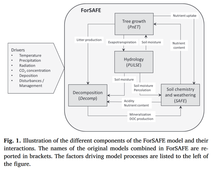 © Graphic from Zanchi and Brady (2019) Prozessbasierte dynamische Waldökosystem-Modellierung mit dem ForSAFE Modell