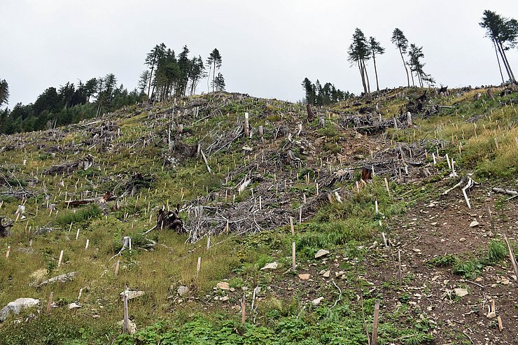 © Land Tirol Foto Verpflockung Wald Osttirol