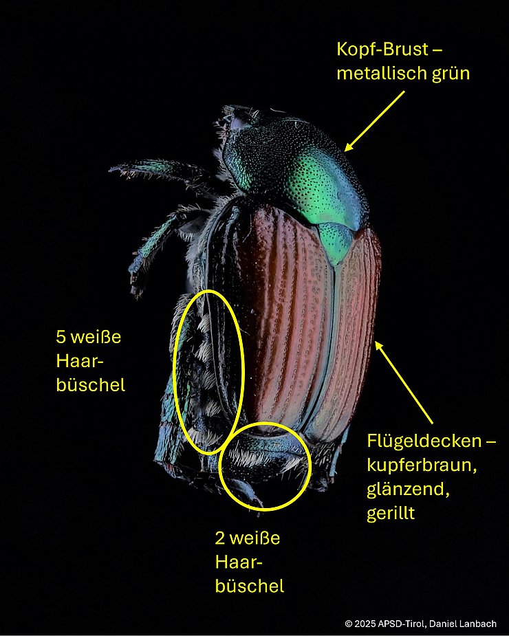 Erkennungsmerkmale des Japankäfers - Kopf und Brust metallisch grün, glänzende kupferfarbene gerillte Flügeldecken, weiße Haarbüschel am Hinterleib