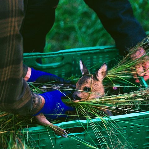 Rehkitzrettung
