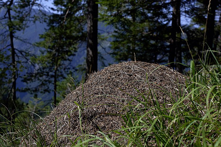 © BMLRT/Alexander Haiden Ein Waldameisenhügel.