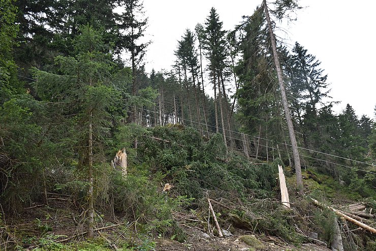 © Land Tirol Umgefallene Bäume im Wald nach einem Sturm