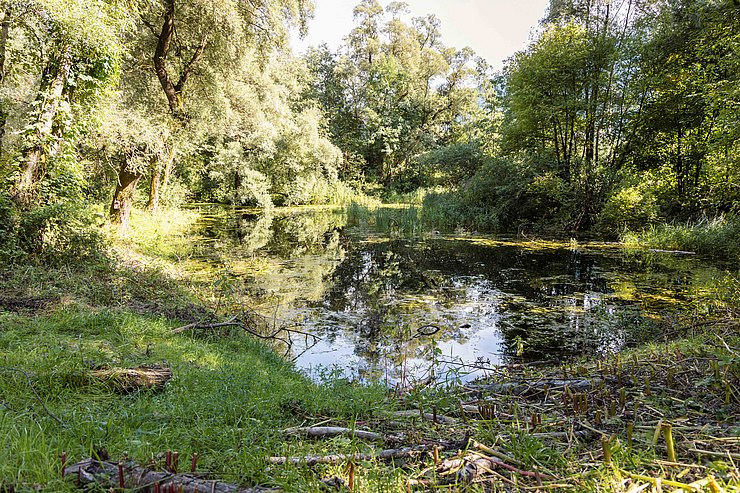 © Land Tirol Auf dem Bild ist der Nörsacher Teich zu sehen