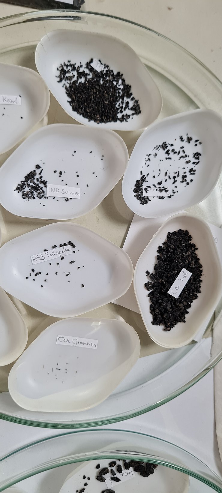 © Peter Trebsche, Institut für Archäologien, Universität Innsbruck auf dem Foto sind verschiedene Mikroreste in kleinen Schälchen zu sehen