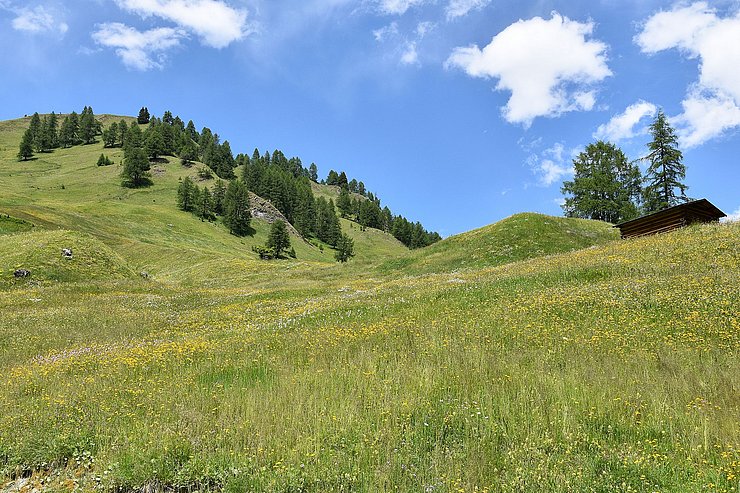 Bergmähder bei Spiss 
