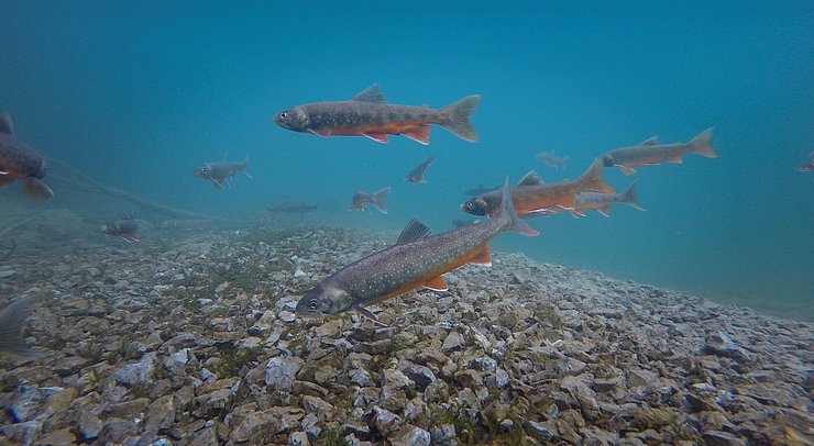 © David Stock Seesaiblinge im seichten, glasklaren Gebirgssee