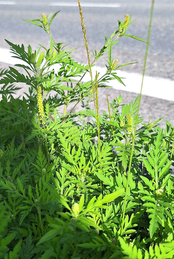 © Land Tirol/Jäger Grüne Pflanze