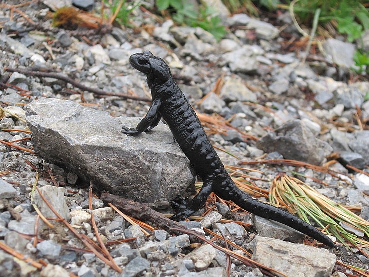 © Fotorechte: Land Tirol Ein Feuersalamander kelttert auf einen Stein.