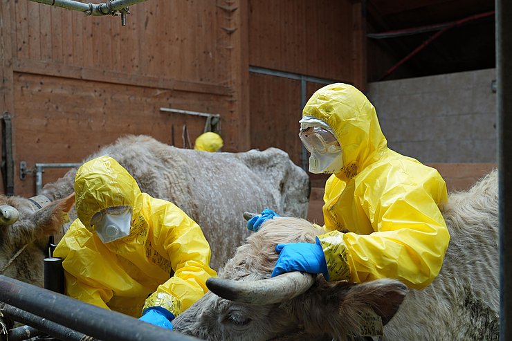 © Land Tirol Zwei Personen in gelben Seuchenschutzanzügen die im Stall zwei Rinder untersuchen.