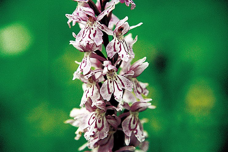 © Land Tirol/Revital Zeigeart Feuchtwiesen