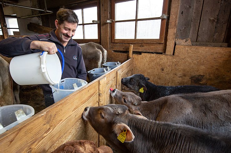 Mann in Kuhstall; leert Milch in Eimer; Kälber trinken Milch