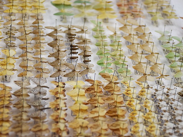 Schmetterlinge in einem Sammelkasten