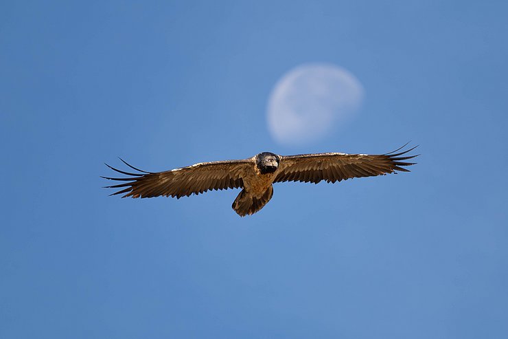 © Christoph Praxmarer Bartgeier im Flug