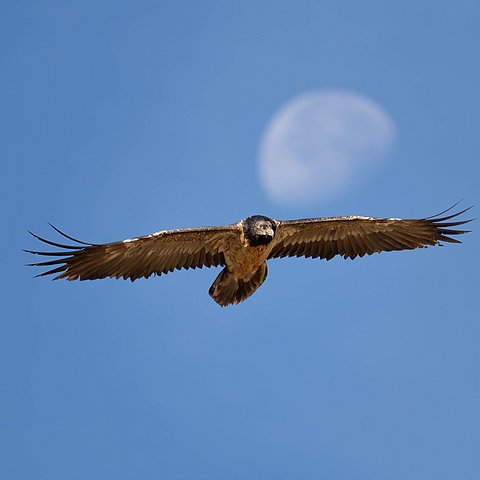 Bartgeier im Flug