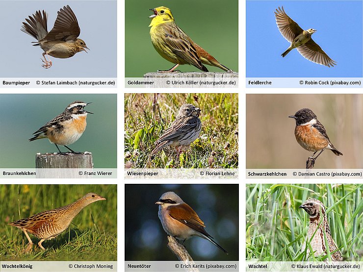 Übersicht über typische Wiesenvögel in Tirol 