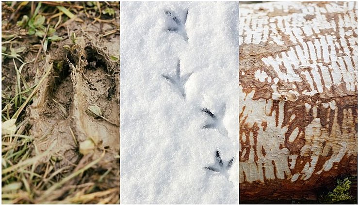 © Naturpark Tiroler Lech Spuren im Schnee