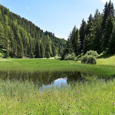 Weiher in Naturlandschaft