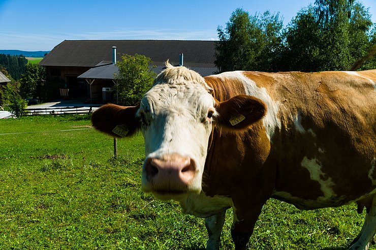 Milchkühe auf der Sommerweide