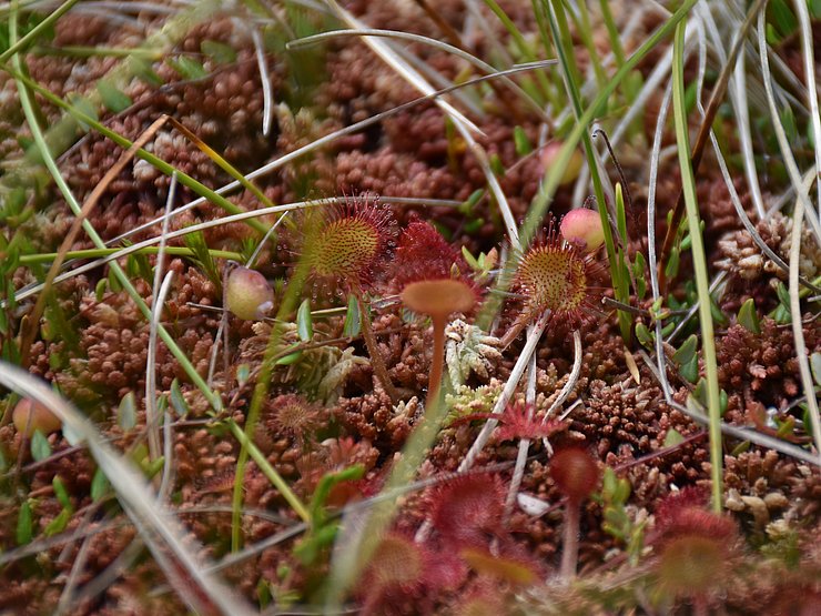 © Land Tirol/Knabl Kleine rote Plfanze