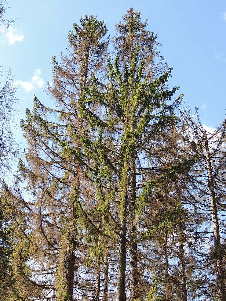© Privat Nadelverfärbung vom Kronenansatz zur Spitze der Bäume.