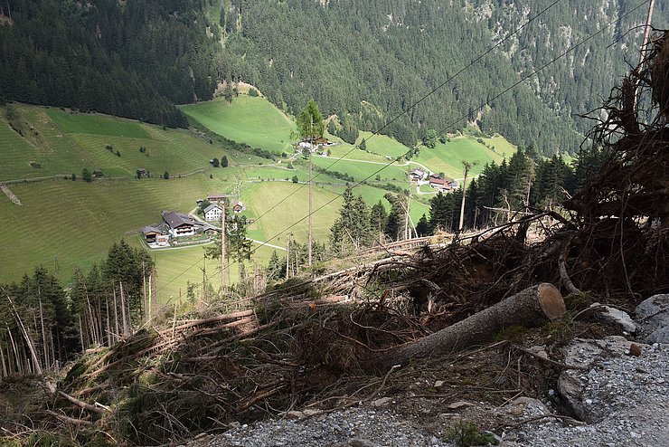 liegende Bäume im Wald
