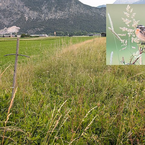 Das Braunkehlchen freut sich über Brachestreifen und Sitzwarten