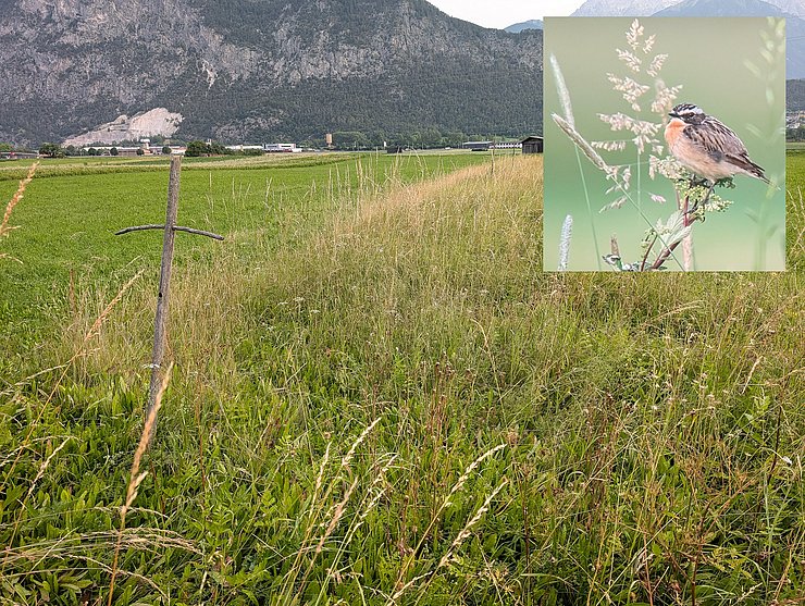© Land Tirol/Danzl Das Braunkehlchen freut sich über Brachestreifen und Sitzwarten