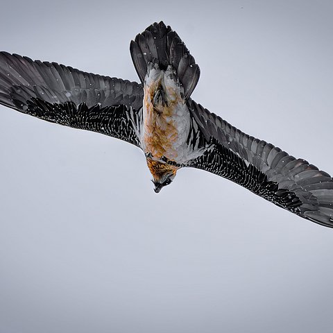 Bartgeier Luftaufnahme