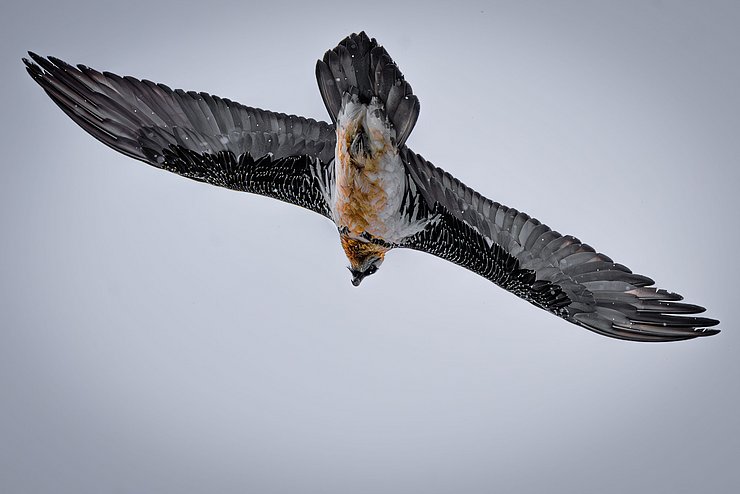 © Stefan Plangger Bartgeier Luftaufnahme