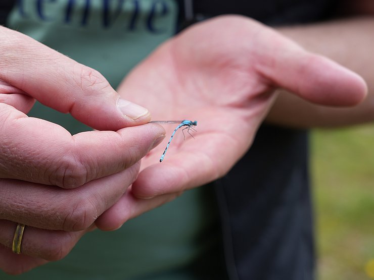 Kleine blaue Libelle